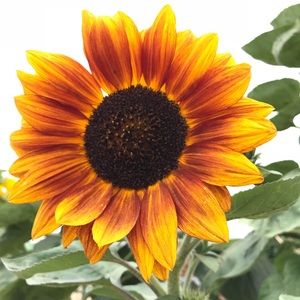 Meet your Posher, Tabatha